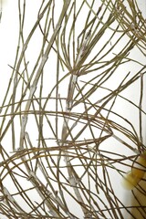 Equisetum × litorale