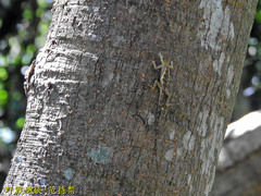 Diploderma polygonatum xanthostomum
