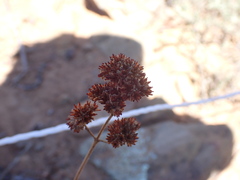 Crassula mollis