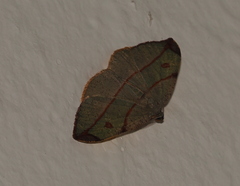 Hypochrosis hyadaria