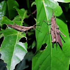 Desmoptera truncatipennis