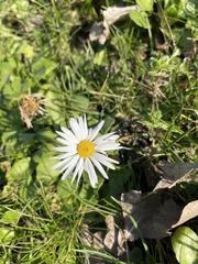 Bellis perennis