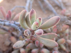Crassula mollis