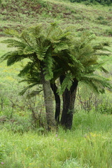 Cyathea dregei