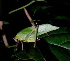 Ephippitytha kuranda