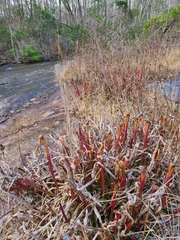 Sarracenia jonesii