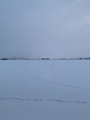 Vulpes vulpes schrencki