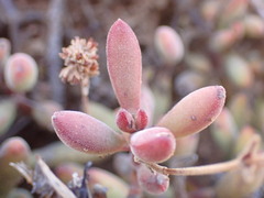 Crassula mollis