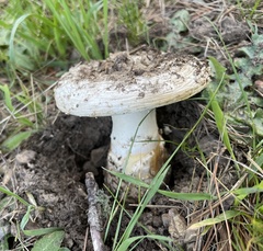 Amanita magniverrucata