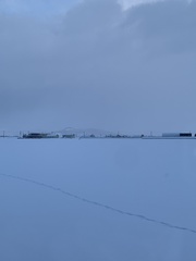 Vulpes vulpes schrencki