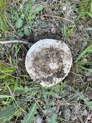 Amanita magniverrucata