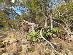 Yucca filamentosa