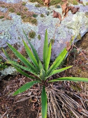 Yucca filamentosa