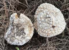 Amanita magniverrucata