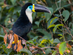 Ramphastos vitellinus pintoi