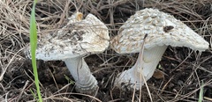 Amanita magniverrucata