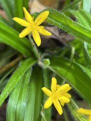 Hypoxis villosa