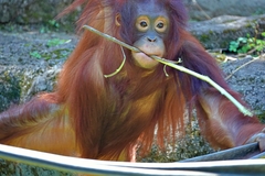 Pongo