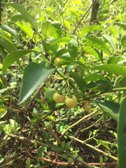 Malpighia glabra