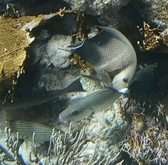 Pomacanthus arcuatus