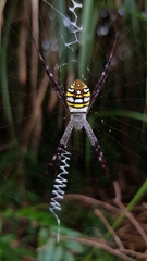 Argiope picta