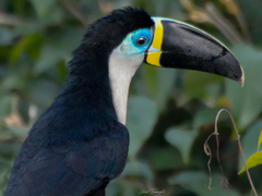 Ramphastos vitellinus pintoi