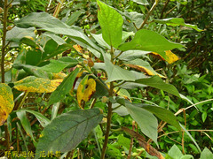 Ficus erecta beecheyana