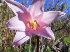 Amaryllis belladonna