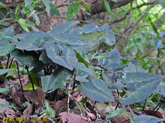 Asarum macranthum