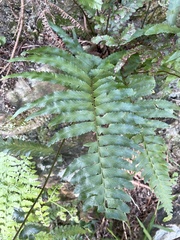 Microlepia marginata bipinnata