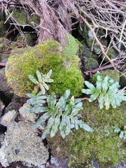 Polypodium macaronesicum azoricum