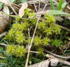 Syntrichia ruralis
