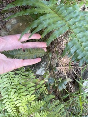 Microlepia marginata bipinnata
