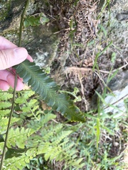 Microlepia marginata bipinnata