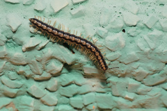 Helicorthomorpha holstii