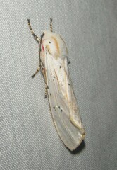 Rhodogastria similis