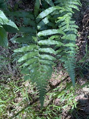 Microlepia marginata bipinnata