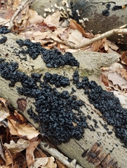 Exidia glandulosa