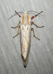 Rhodogastria similis