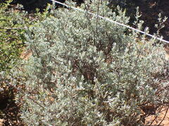 Ocimum burchellianum