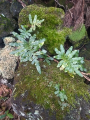 Polypodium macaronesicum azoricum