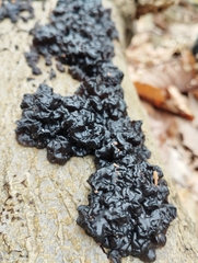 Exidia glandulosa