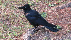 Corvus macrorhynchos levaillantii