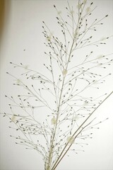 Eragrostis capillaris