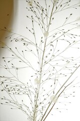 Eragrostis capillaris
