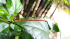 Ceriagrion aeruginosum