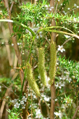 Carex fascicularis
