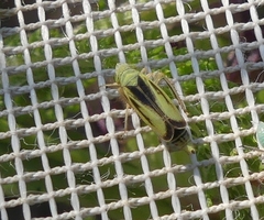 Sorhoanus orientalis