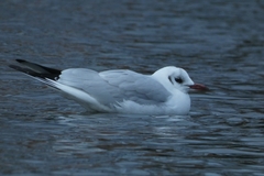 Chroicocephalus ridibundus