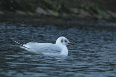 Chroicocephalus ridibundus